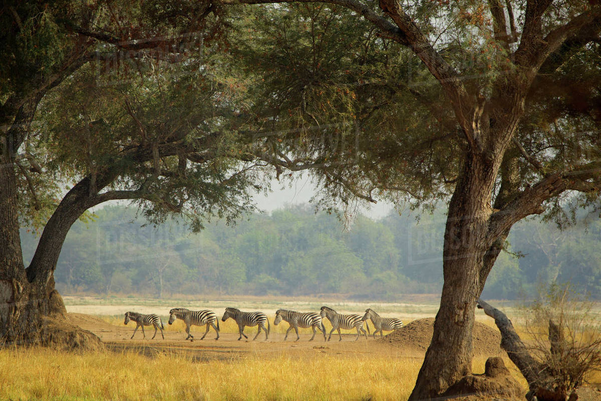 A herd of zebras roaming the plains of Mana Pools, Zimbabwe Royalty-free stock photo