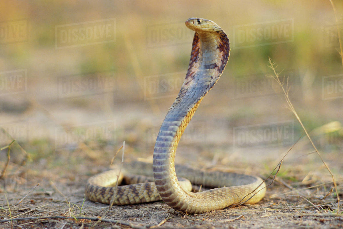 spitting cobra poised to strike stock photo dissolve