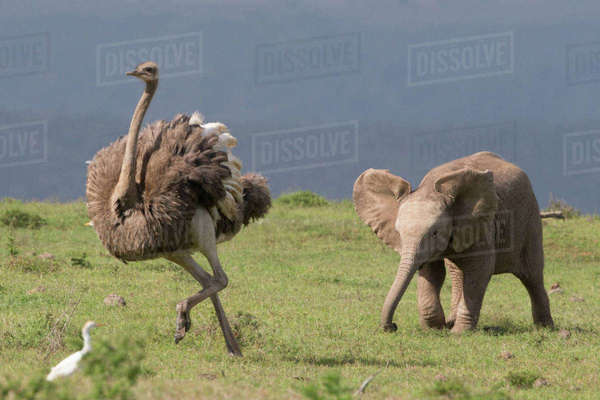 A elephant calf chases an ostrich in the Addo Elephant National Park ...