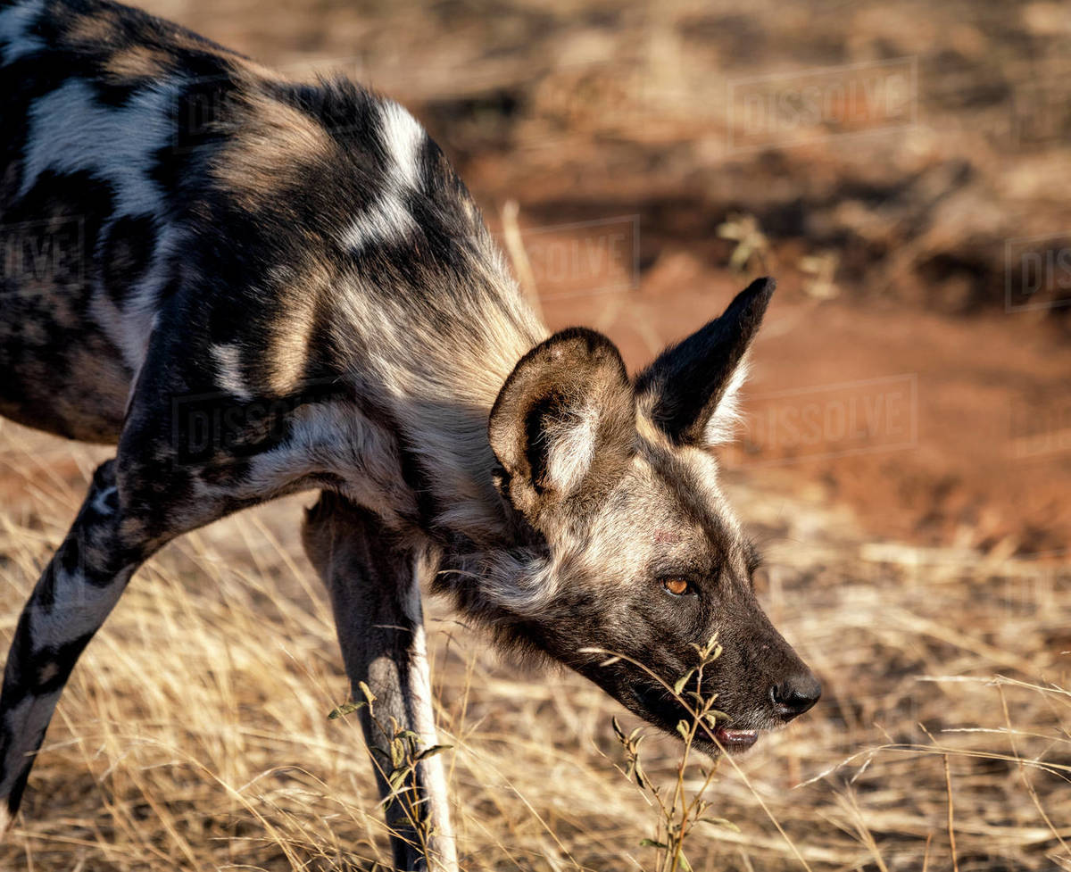 African wild dog stalking with its head lowered Stock Photo Dissolve