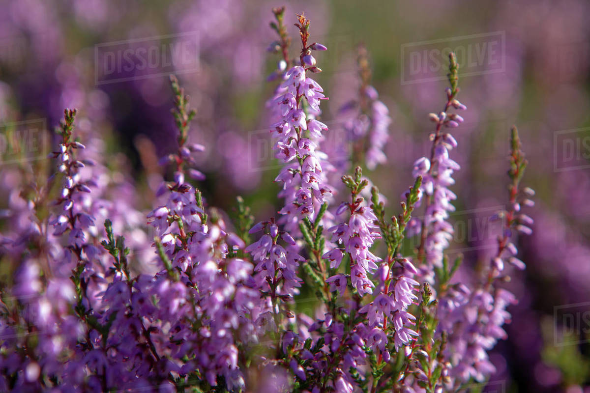 Heather plant closeup detail of blossom on Haworth Moor Stock Photo