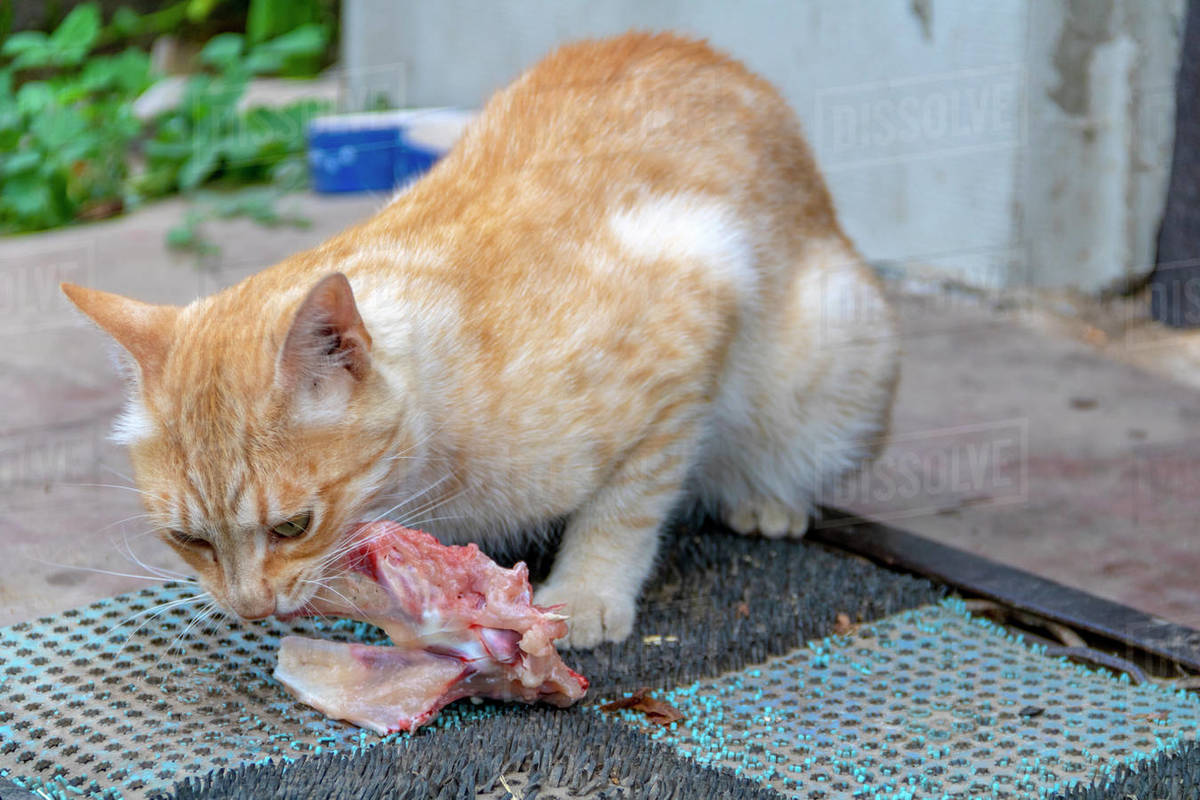 cat eating meat