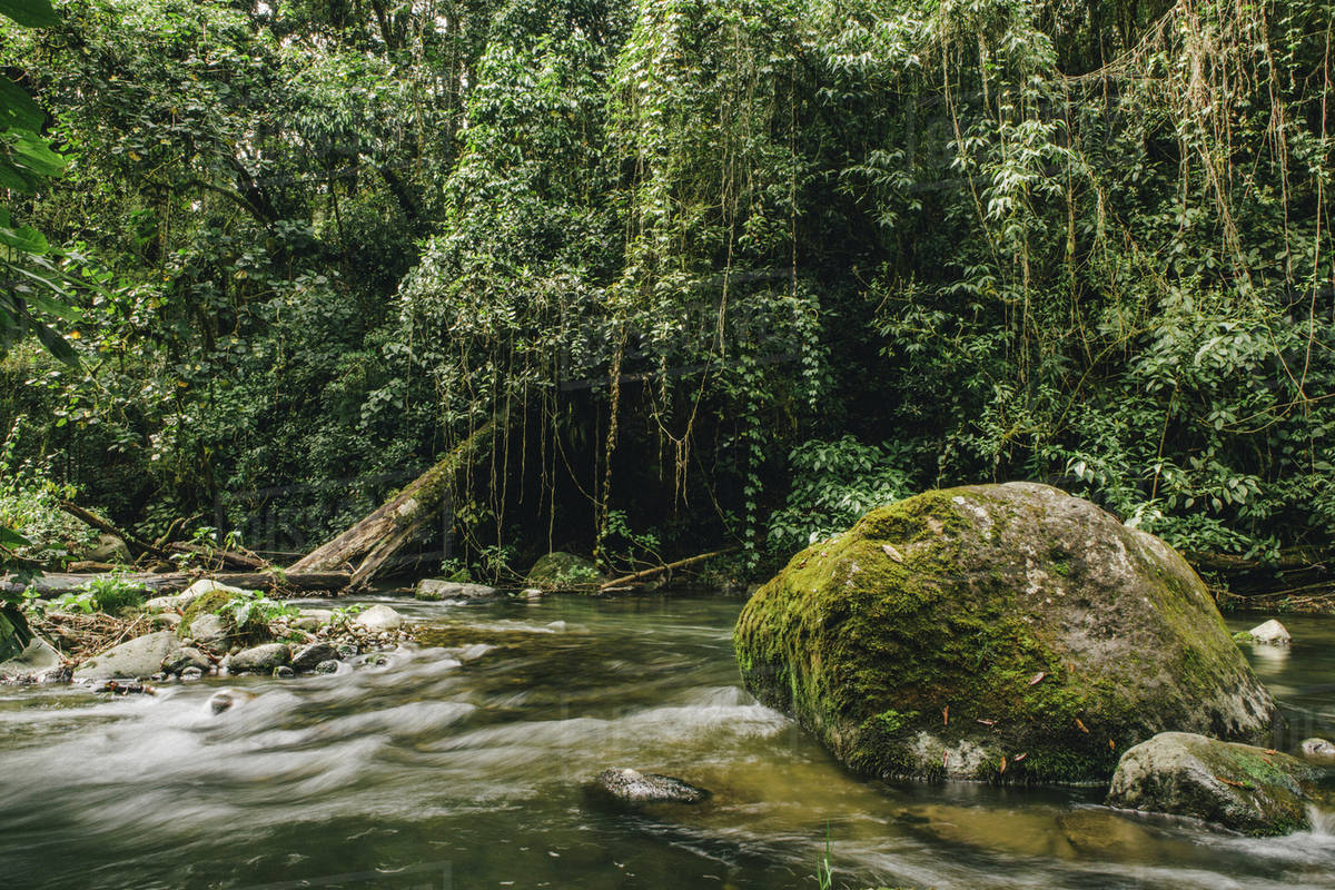 River running through jungle Stock Photo Dissolve