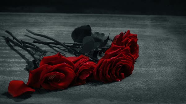 Red Roses Dropped And Stepped On In Black & White - HD Royalty-free ...