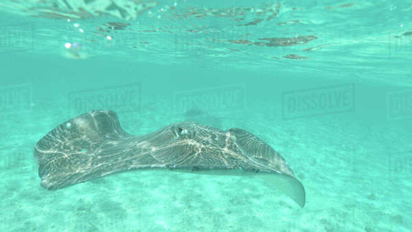 CLOSE UP, UNDERWATER: Large gray stingray swimming around the tranquil ...