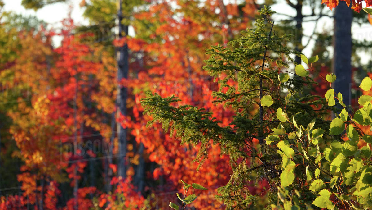 CLOSE UP, DOF Green spruce tree sticking out in the colorful deciduous forest in the tranquil