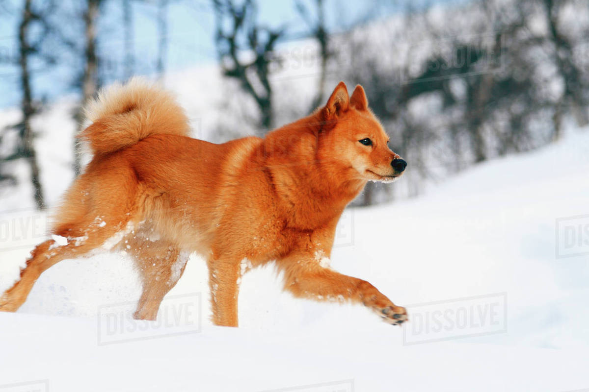 Ginger dog Stock Photo Dissolve