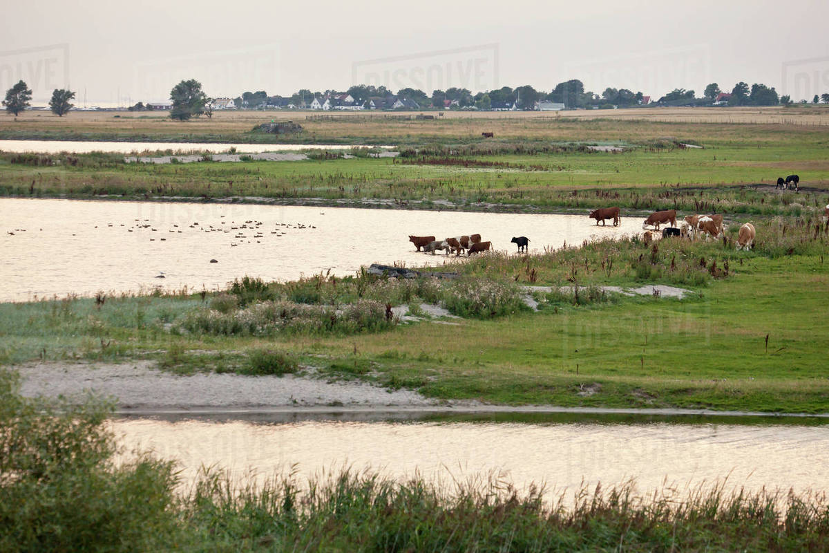 Cows at lake Stock Photo Dissolve