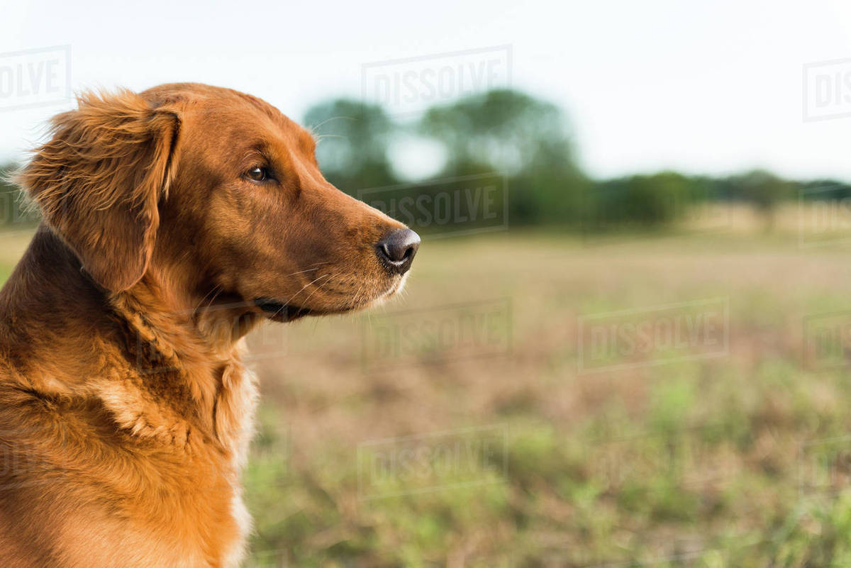 Dog looking away Stock Photo Dissolve