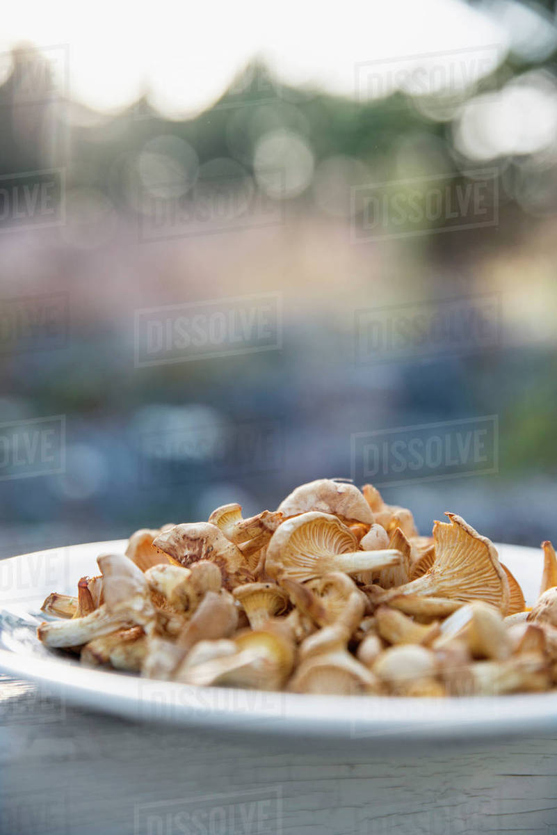 Chanterelles on plate Stock Photo Dissolve