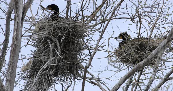 Double-crested Cormorant, Phalacrocorax auritus, nesting 4K - Stock ...