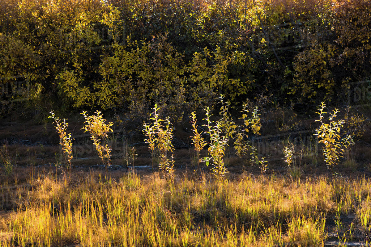 Golden willows and grass illuminated by the setting sun; Noatak, Alaska