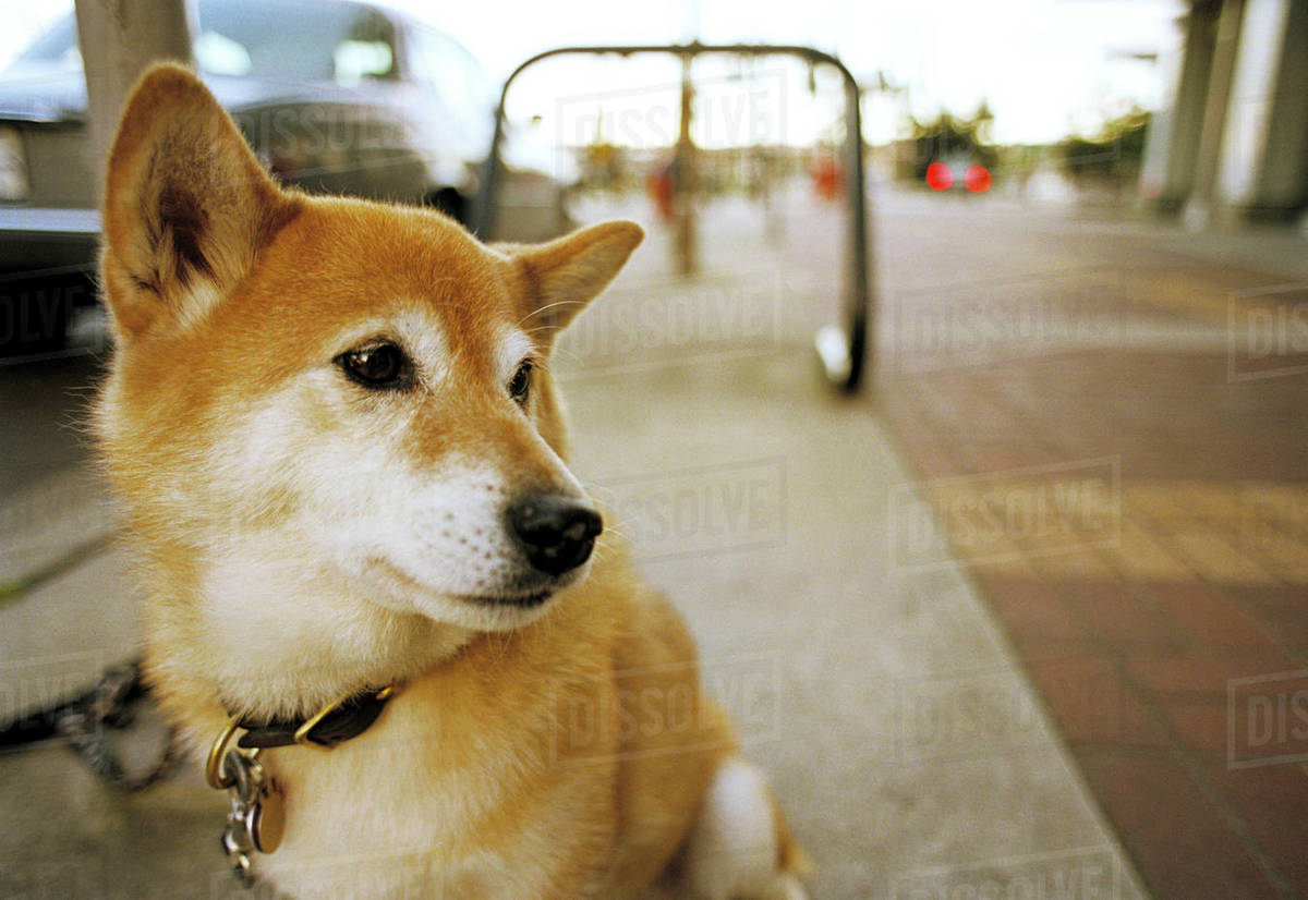 Dog On Sidewalk Stock Photo Dissolve