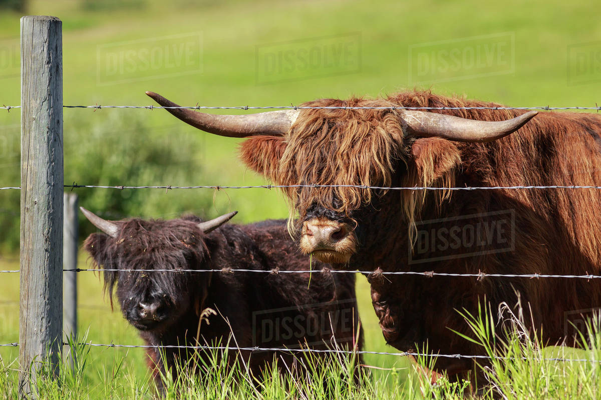 Highland cattle with calf behind barbed wire fencing; Kananaskis