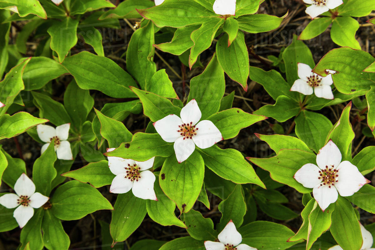 Dogwood plants flowering, Whitehorse, Yukon Territory, Canada, Summer