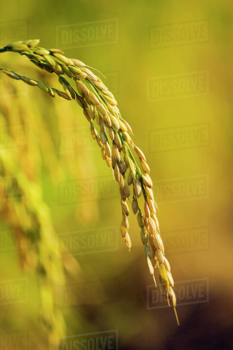 Agriculture Maturing head of rice in the field / Sacramento Valley