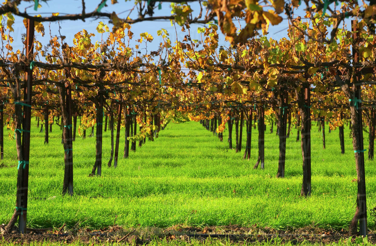 Agriculture Looking down thru the trellis system of a wine grape