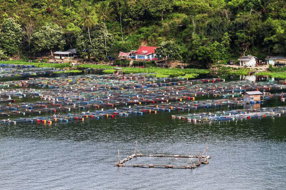Fish Farms On Lake Toba, As Seen From Siuhan, North