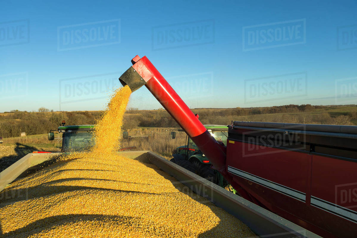 A Farmer Augers Yellow Grain Corn From One Grain Wagon Into Another