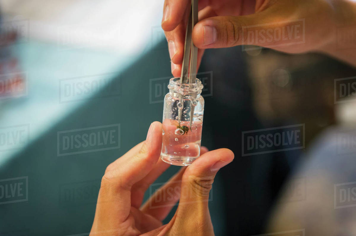Fingers Using Tweezers To Grasp A Bug In A Bottle; College Park