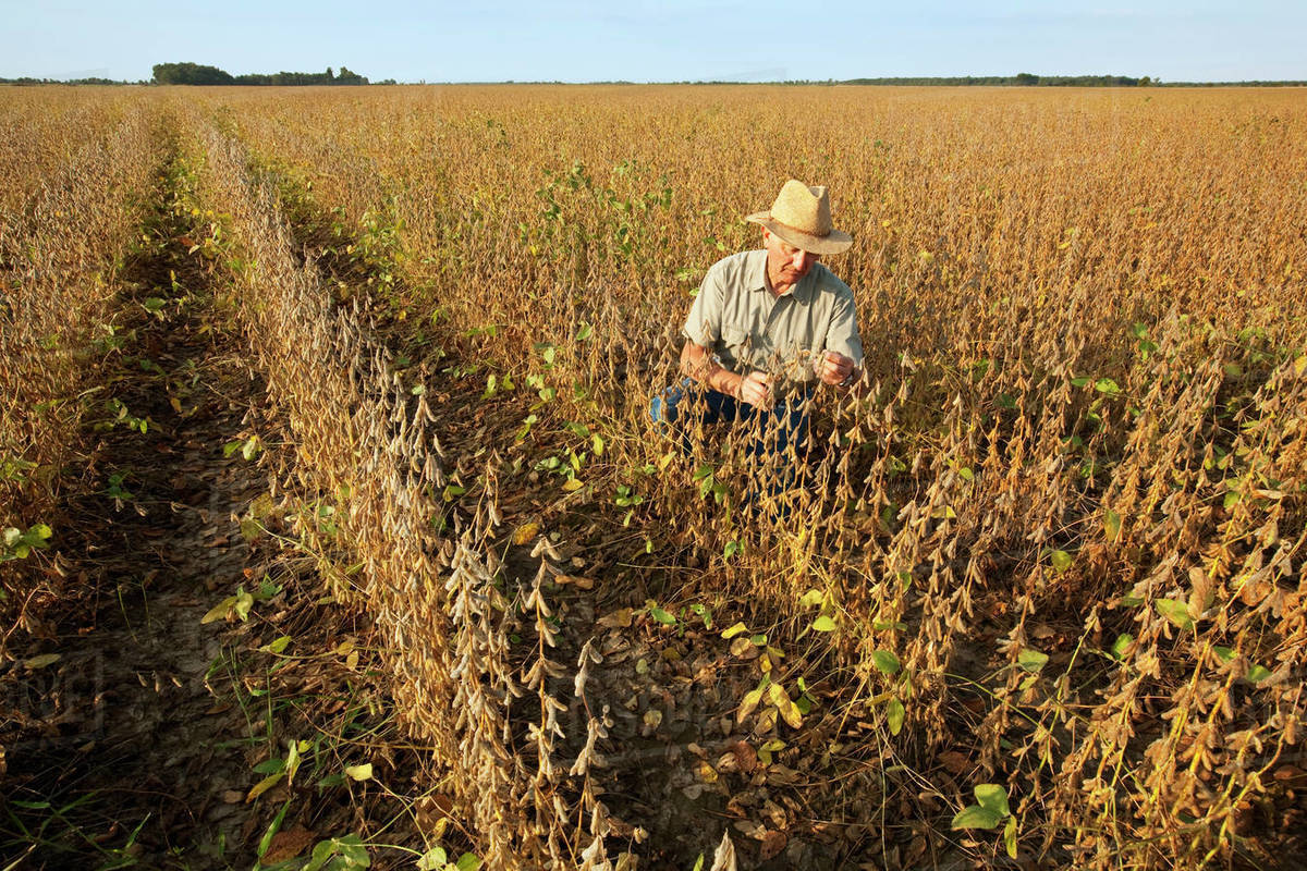 Agriculture A farmer (grower) inspects his mature harvest ready crop
