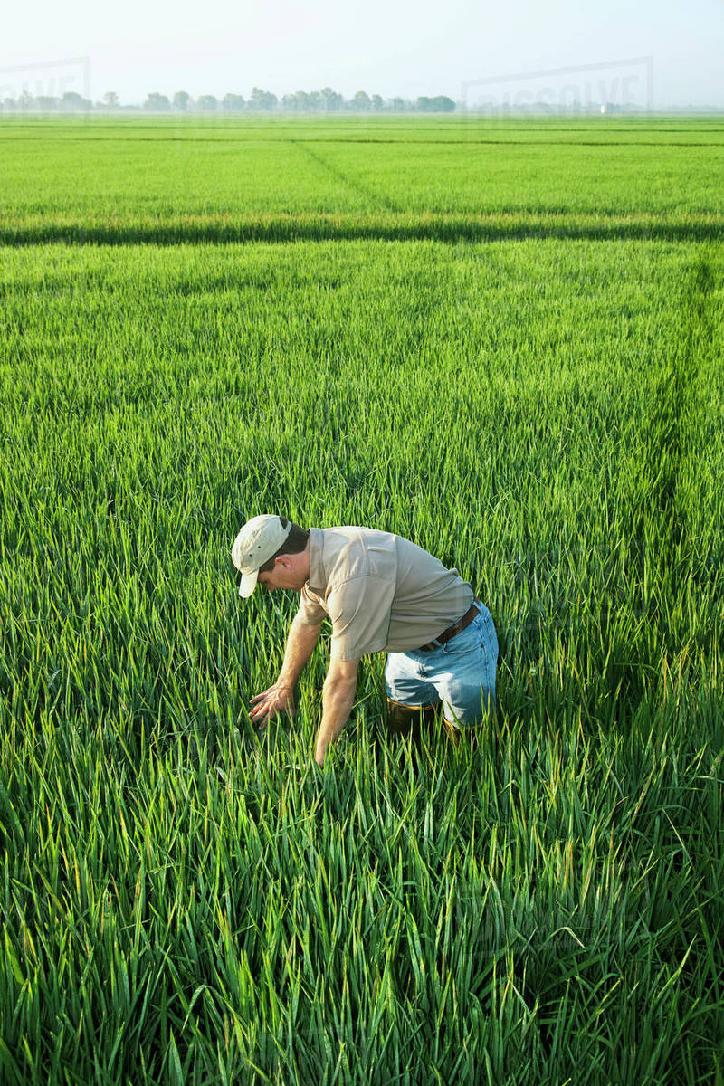 Agriculture A farmer (grower) inspects his mid growth rice crop at