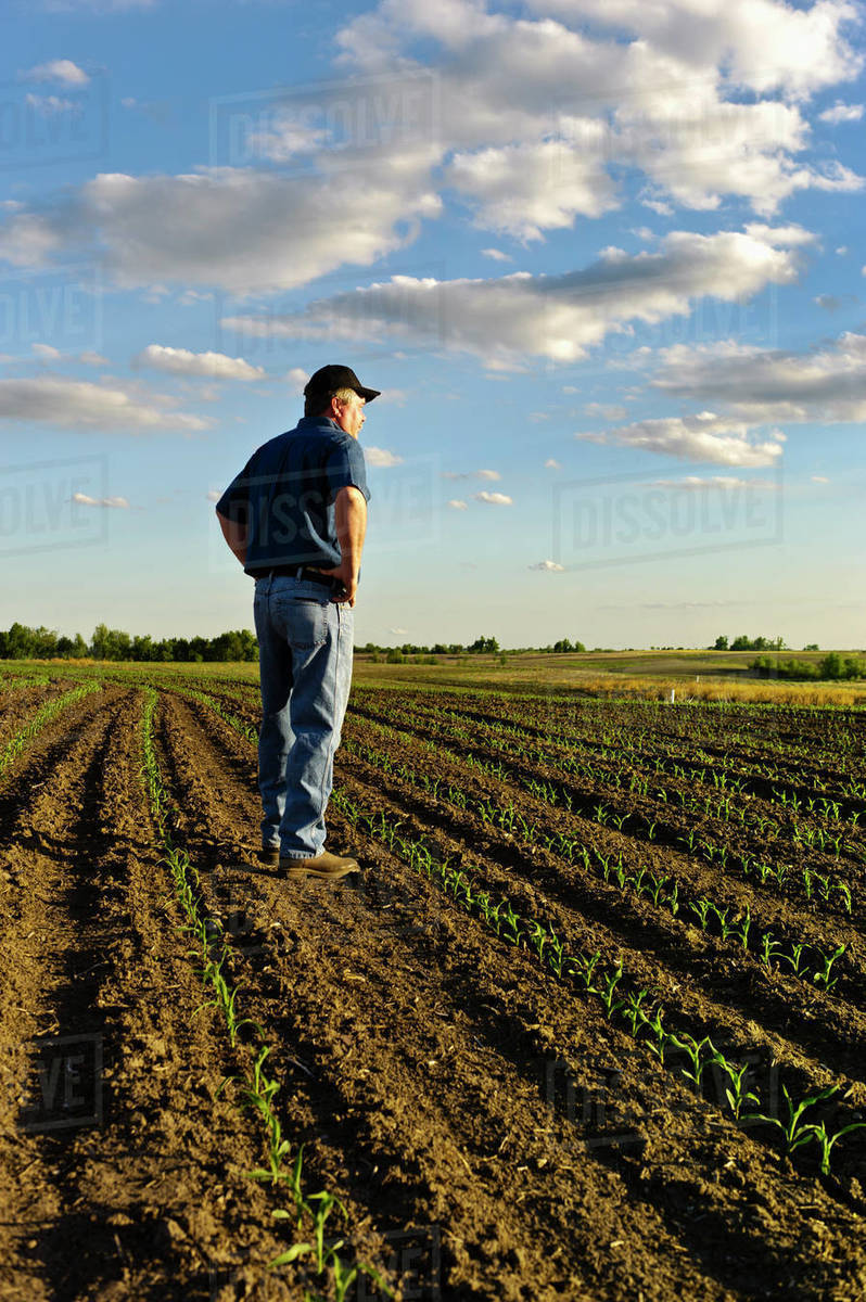 Agriculture A farmer looks out across his early growth grain corn