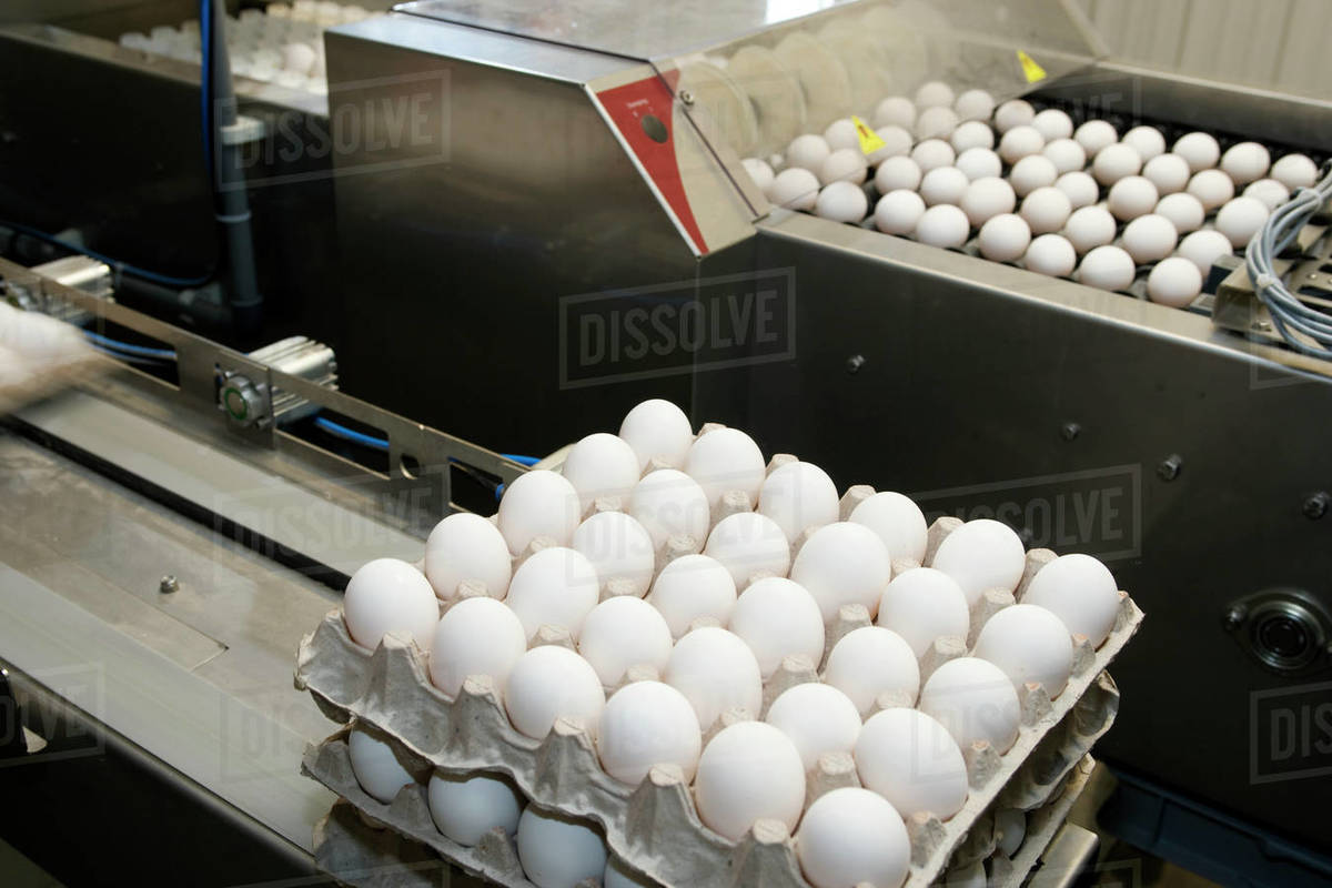 Agriculture Fertilized chicken eggs being sorted and processed to be