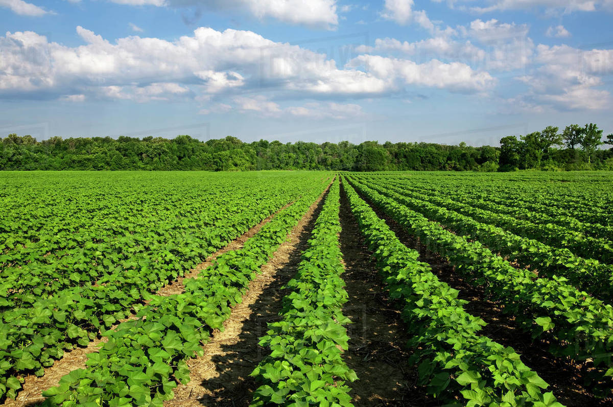 Agriculture Field of healthy mid growth notill cotton at the