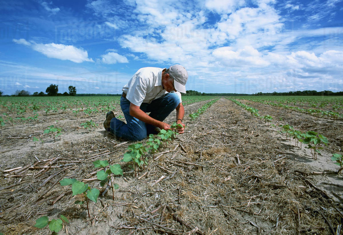 Agriculture A crop consultant examines an early growth notill cotton