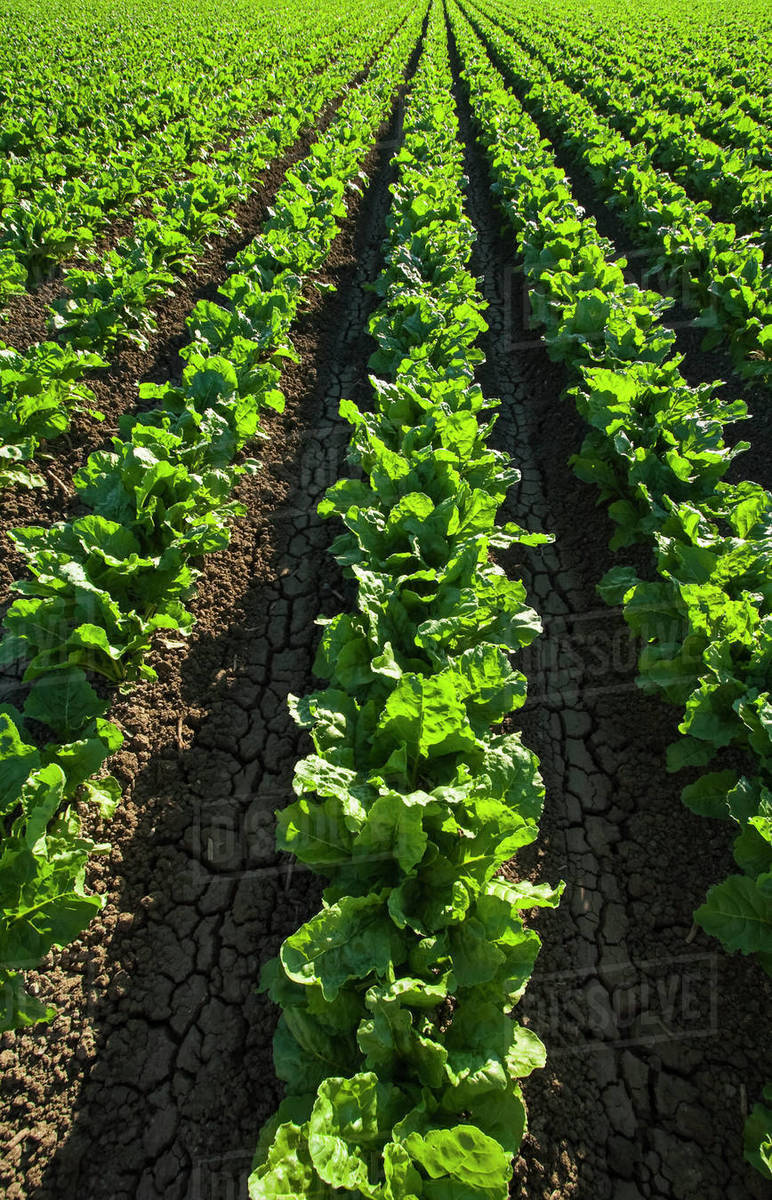 Agriculture Mid growth sugar beet field in early morning light / near