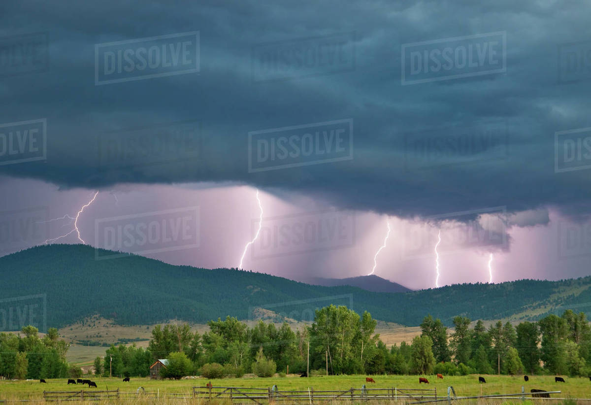 Livestock Multiple lightning strikes along a ridgetop produced by a strong thunderstorm