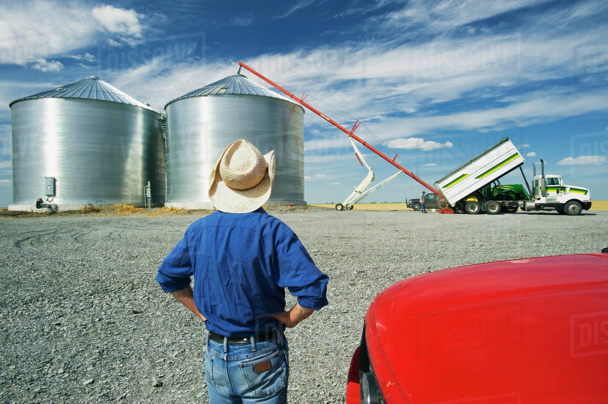 Agriculture A farmer watches as his newly constructed grain bins are filled with newly Agriculture A farmer watches as his newly constructed grain bins are filled with newly