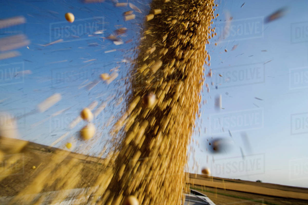 Agriculture Freshly harvested soybeans being augured from a grain
