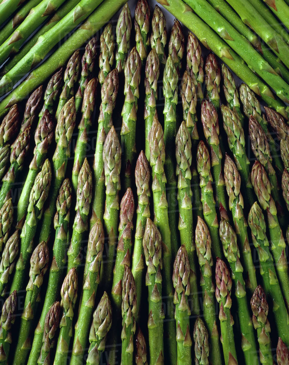 Agriculture Asparagus Spears, Closeup, Studio. Stock Photo Dissolve
