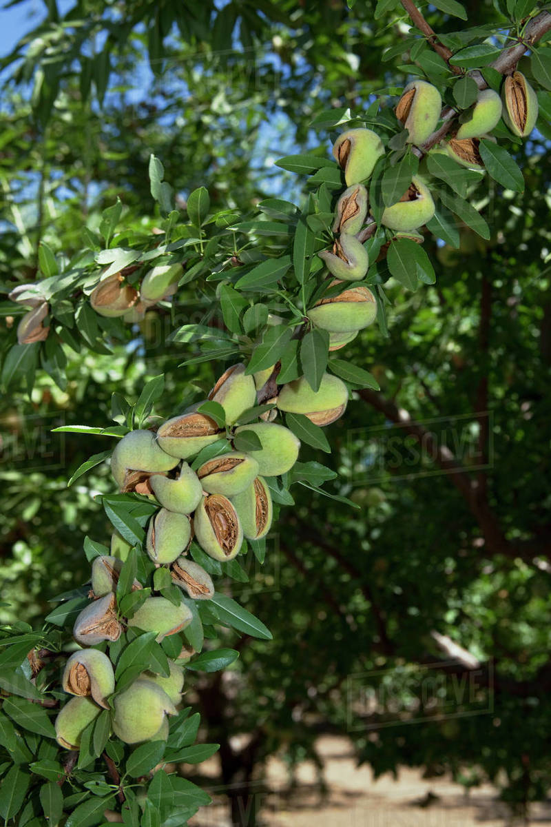 Agriculture Mature almonds on the tree, still in the husks and ready