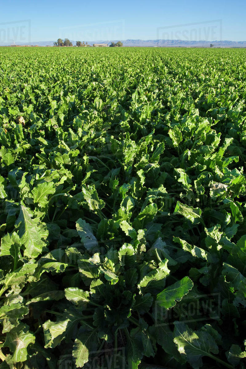 Agriculture Large field of mid growth sugar beets / Imperial Valley