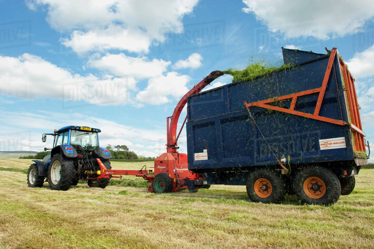 Agriculture A tractor pulled forage harvester harvests cut and windrowed hay silage into a