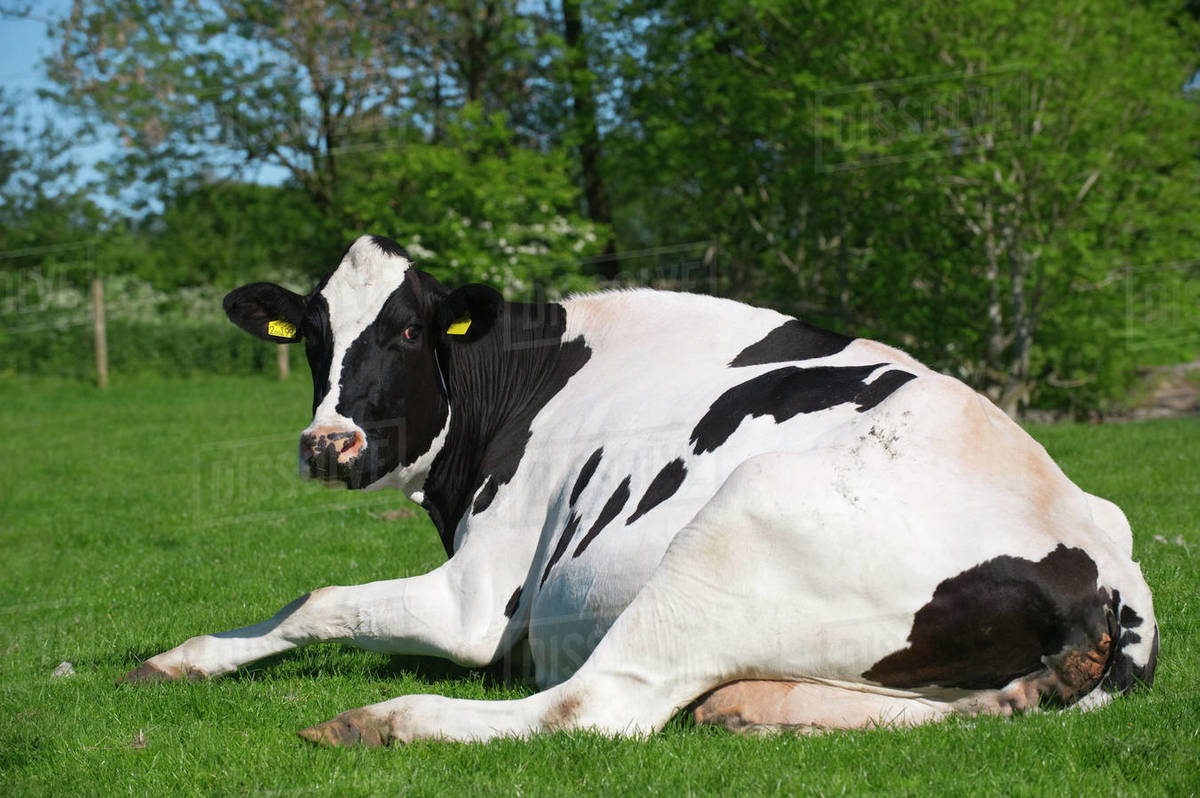 Agriculture Holstein dairy cow resting on a lush green pasture / Cumbria, England, United