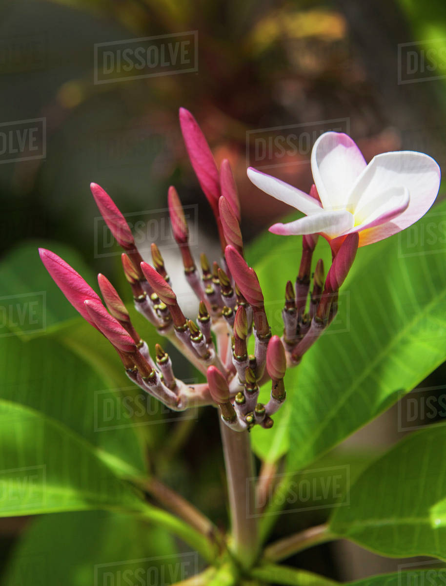Plumeria flowers starting to bloom; Kailua, Island of Hawaii, Hawaii, United States of America