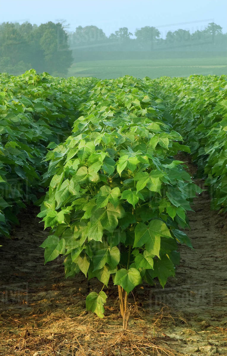 Agriculture Row end of mid growth, early bloom stage cotton plants