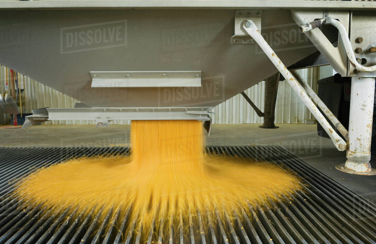 Agriculture Ethanol production plant. Corn being unloaded from a