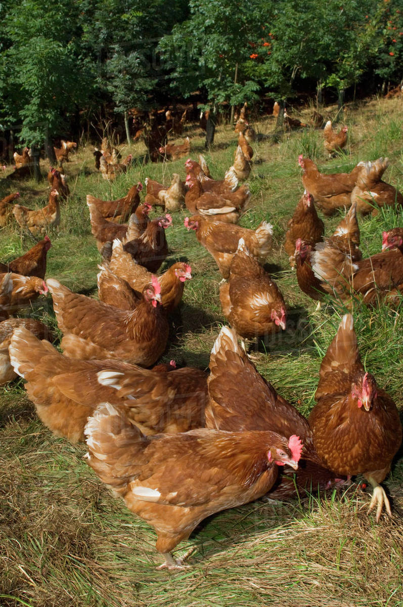 Livestock Free range hybrid layer hens foraging for food in a