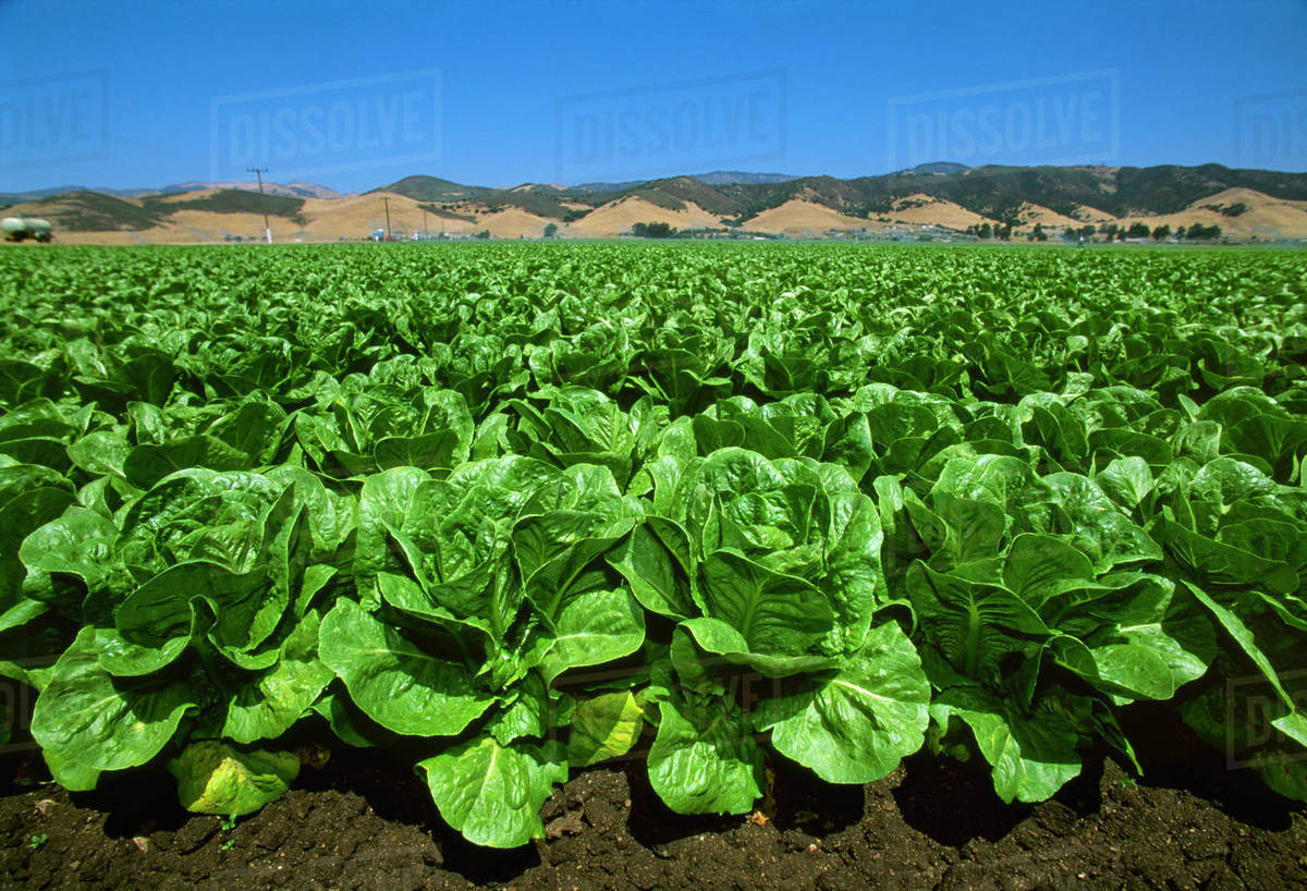 Agriculture Field of Romaine lettuce in midsummer, with the Coast