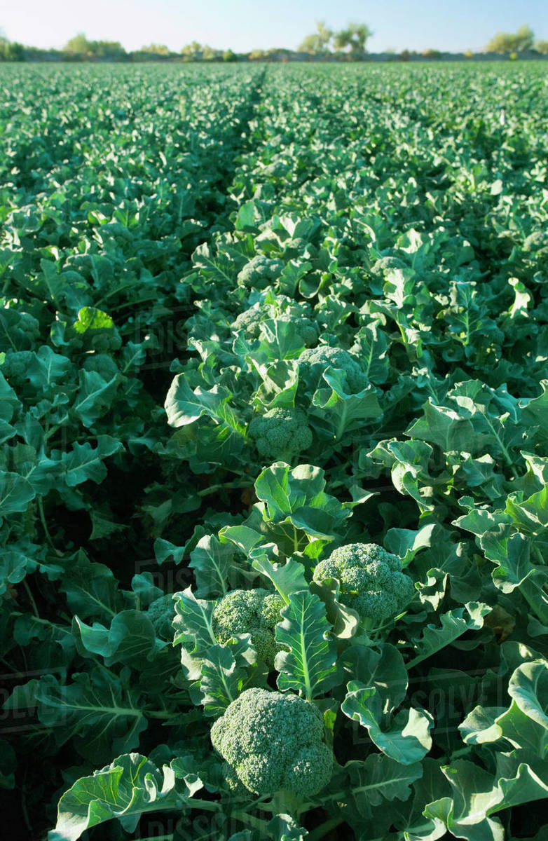 Agriculture Field of mature Winter crop broccoli being grown in the