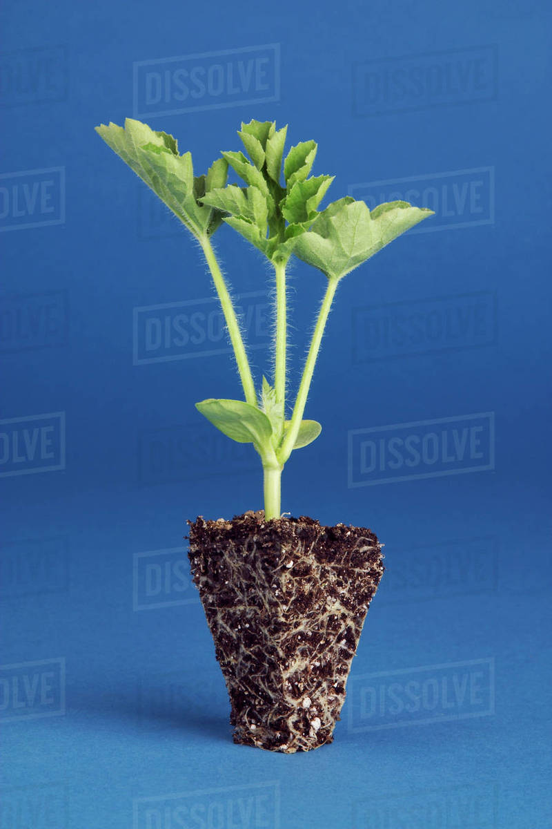 Agriculture Closeup of a watermelon seedling plug. Plugs are grown in