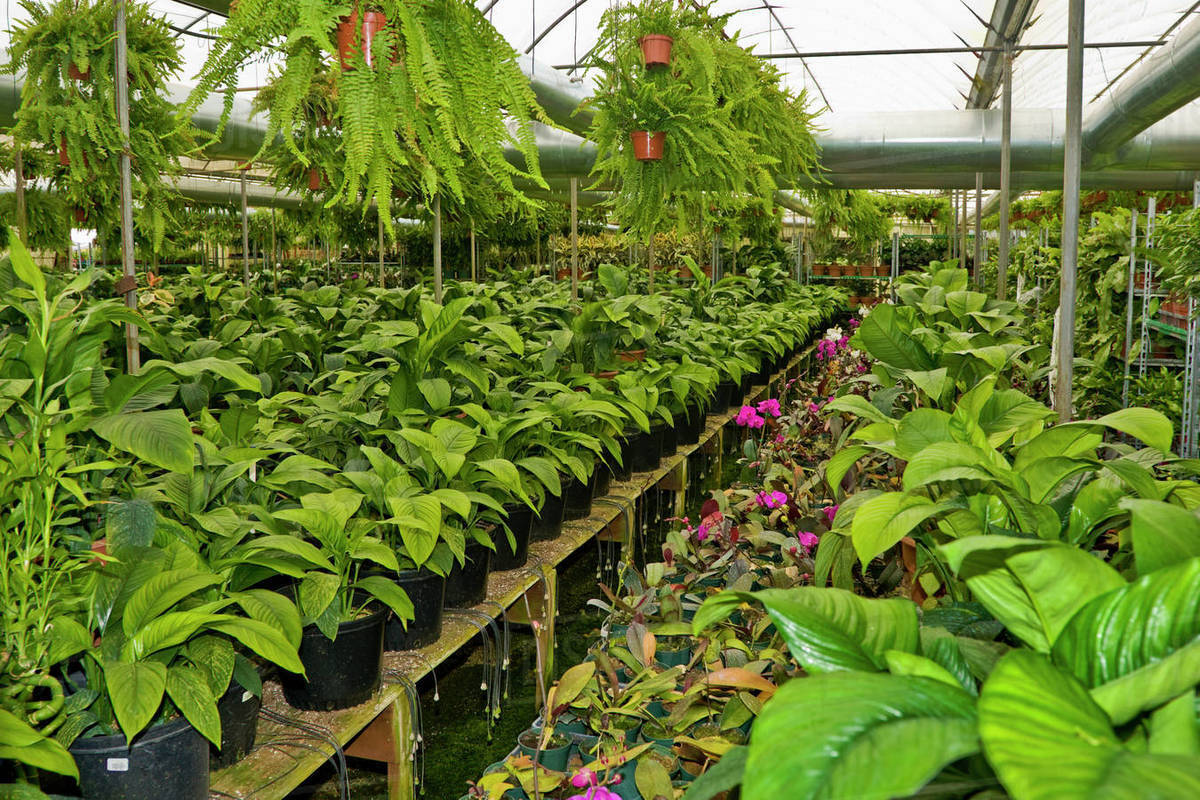Agriculture Potted garden plants in a nursery greenhouse / near Lodi