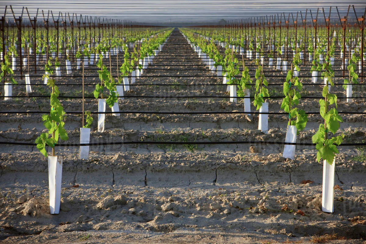 Agriculture A young table grape vineyard utilizing an overhead