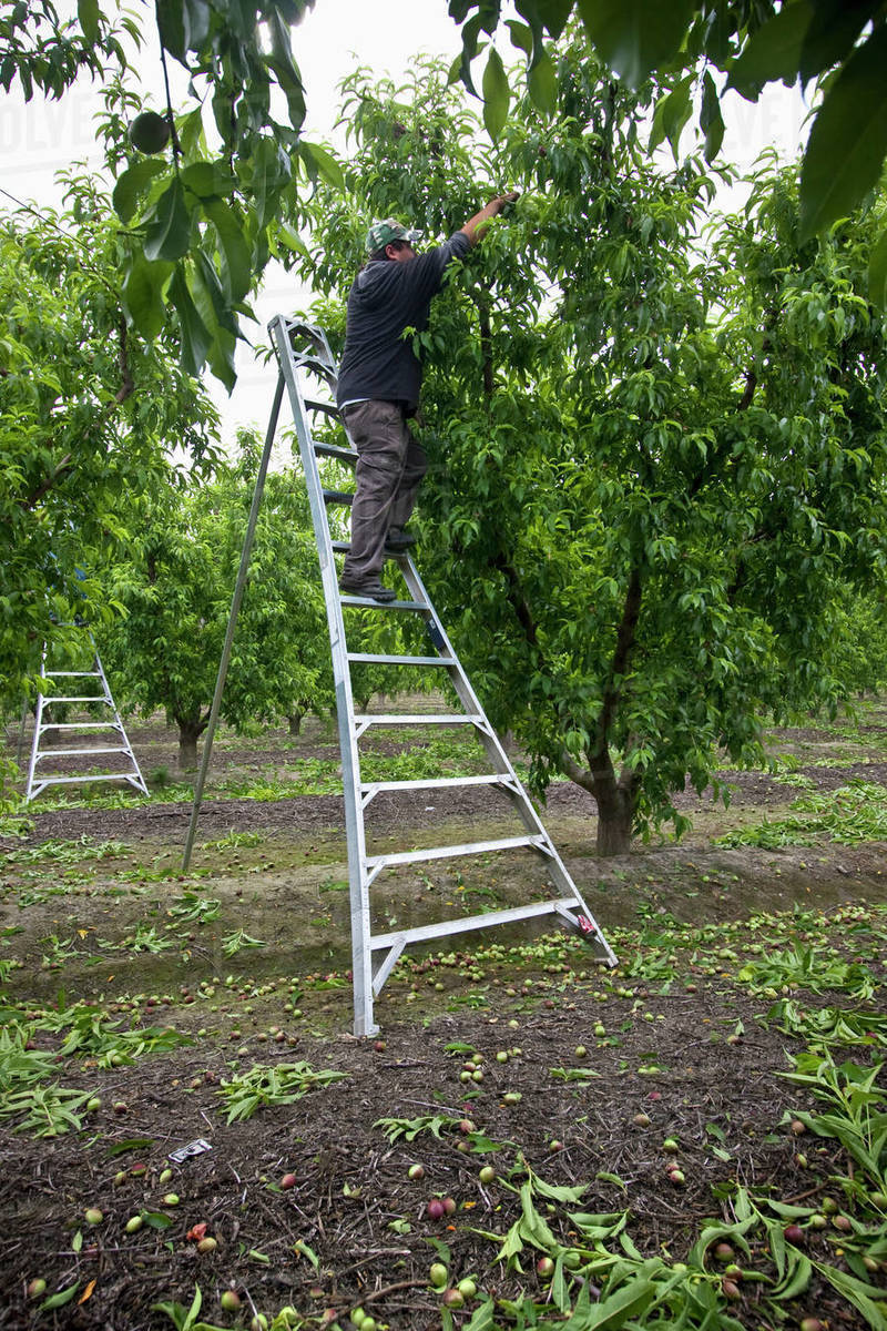 Agriculture Field worker on a ladder thinning nectarine trees in