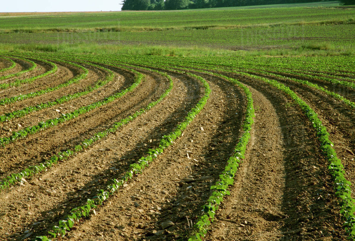 Agriculture Cotton, Early growth stage / Mississippi, USA. Stock